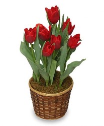 potted tulips in dressed in wicker basket 
