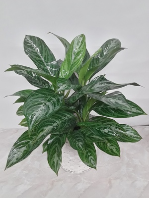 Chinese Evergreen (Aglaonema)