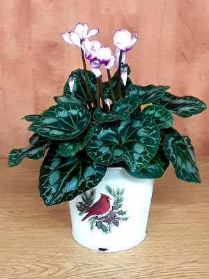 Blooming Cyclamen Plant 