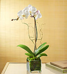  Orchid Plant (Phalaenopsis) 