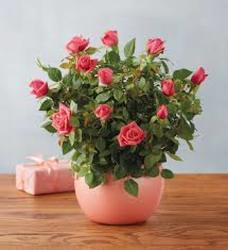 Miniature Rose Bush 