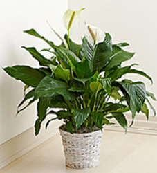 Spathiphyllum (Peace Lily) 